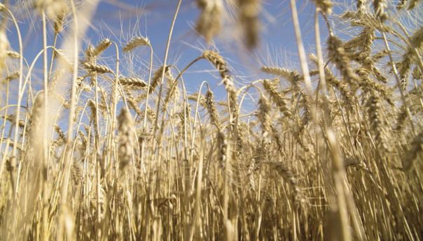 Soja y trigo, con precios muy firmes en el mercado de futuros