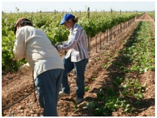 Los trabajadores independientes estarán exceptuados de efectuar los pagos cuando desarrollen actividades agropecuarias.