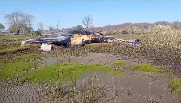 Sorpresa en Berisso por la aparición de una ballena muerta encallada en la costa del Río de la Plata