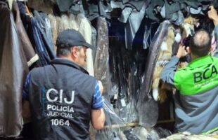 Secuestran tapados y ropa hecha de pieles de animales valuada en $355 millones