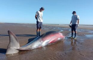 Hallaron a una extraña criatura marina en San Clemente del Tuyú