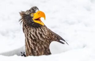 las fotos de animales más divertidas