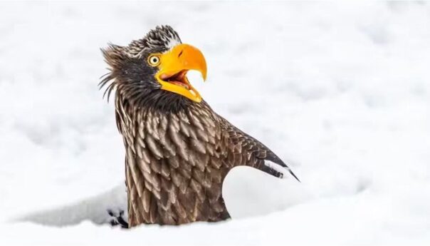 las fotos de animales más divertidas