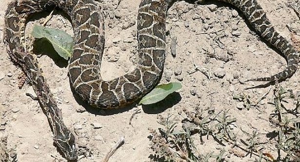 Una yarará mordió a una niña de 12 años en el club CUBA