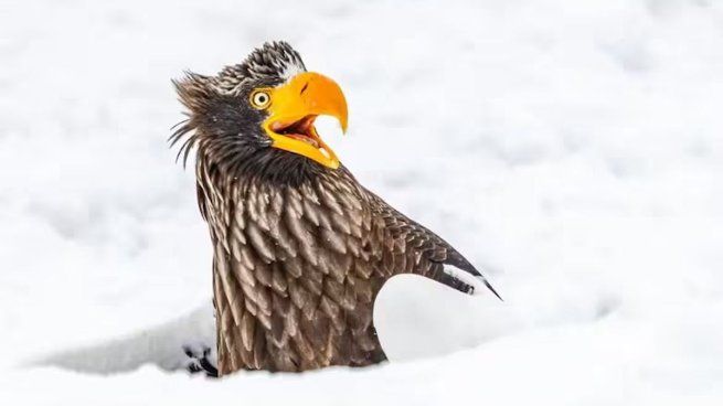 Águila marina de Steller en la nieve de Japón&nbsp;